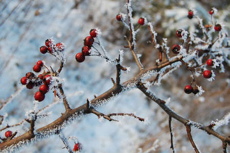 Frost covered branch of hawthorn. Winter bush in snow. Beautiful winter background. Cold snowy...