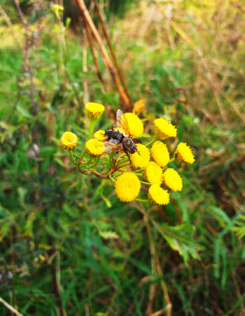 Close up of a common tansy flower in bloom and fly.