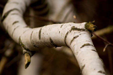 Curved birch branch close up.の写真素材