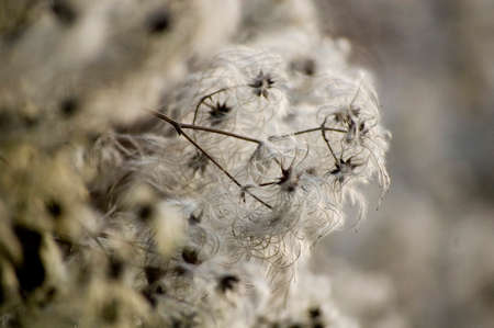 Dried flowers on branch in wintertime.の写真素材
