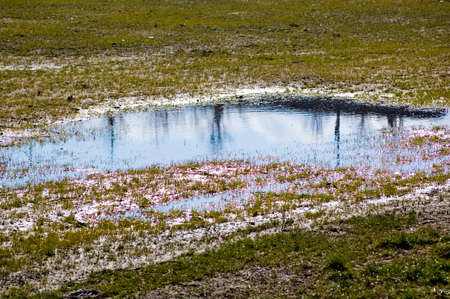 Water in the large meadow.