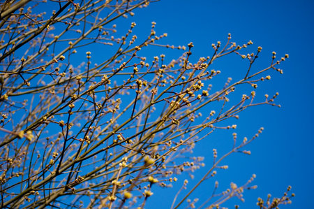 Opening buds on the branches in springtime. Selective focus, shallow depth of field.の写真素材