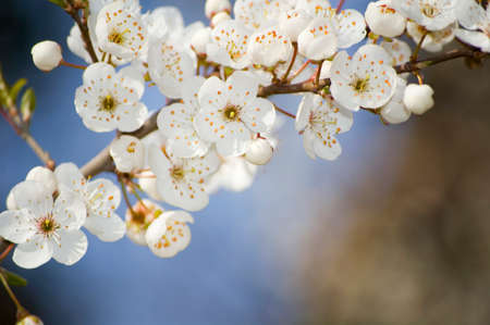 Apple blossom in spring close up. Selective focus.