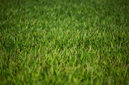 Green cereal leaves in the morning sunlight.の写真素材