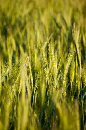 Close-up of beautiful rye ears. Selective focus.の写真素材