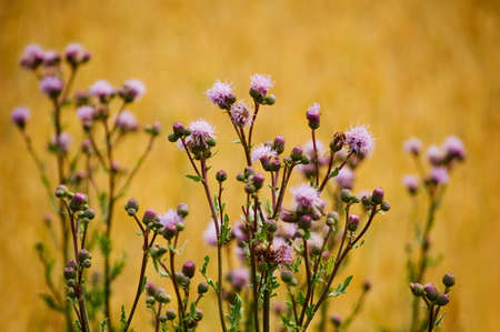 Close up of thistle flower in a meadow.の写真素材