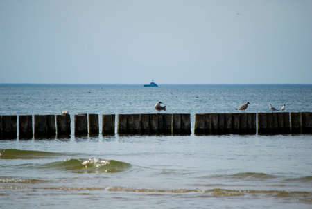 Birds sitting on the wooden breakwater.の写真素材