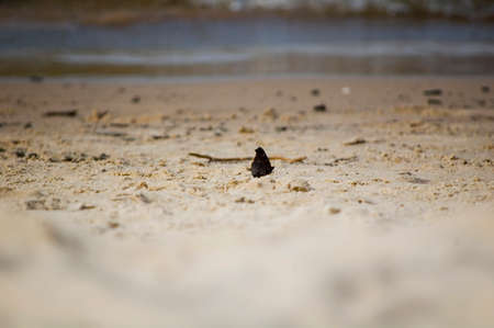 Butterfly on the beach in a sunny day. Selective focus.の写真素材