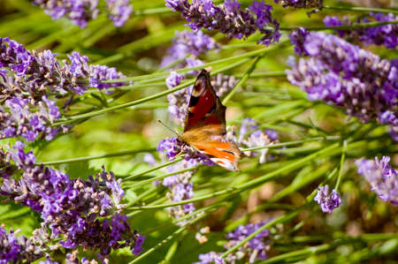 Close-up of lavender flowers and butterfly in summer.