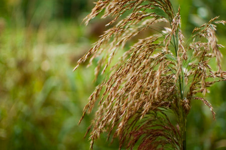 Cane thicket on green blurred background.