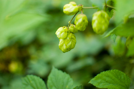 Detail of fresh hops cones.の写真素材