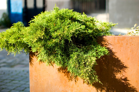 Green plants in corten flower pot close up.