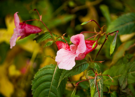 Impatiens glandulifera - Flowers of touchy glandular.の写真素材