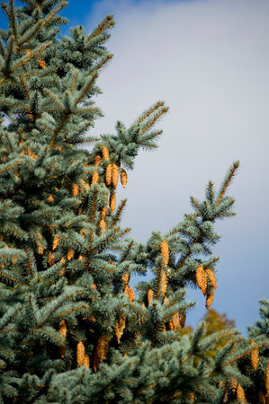 Picea pungens - Blue Spruce tree with cones.の写真素材