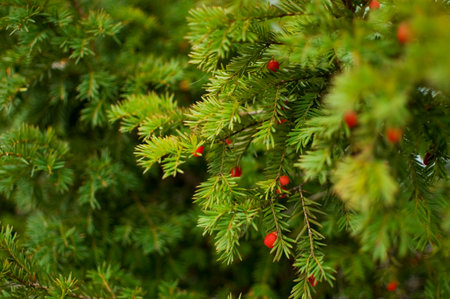 Taxus baccata tree close up. selective focus.の写真素材
