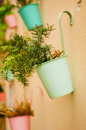 Plants in flowerpots on the wall.の写真素材