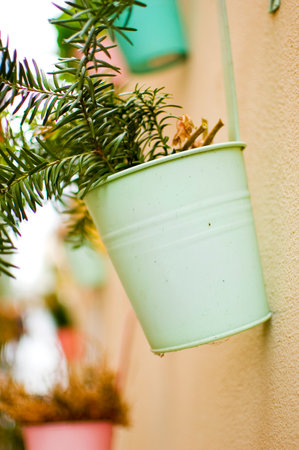 Plants in flowerpots on the wall.の写真素材