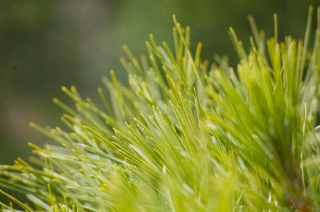 Green pine needles close up.