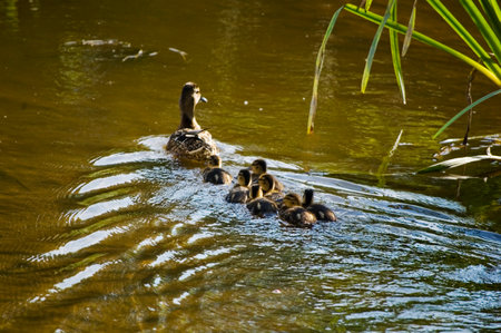 Mother duck with ducklings taking a bath in a river.の写真素材