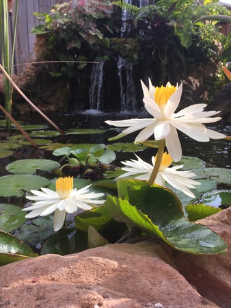 White Water Lilies in Pond with Water Fallの写真素材