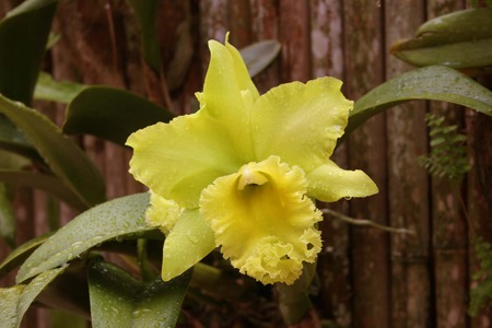 Yellow Orchid Flower Wetの写真素材
