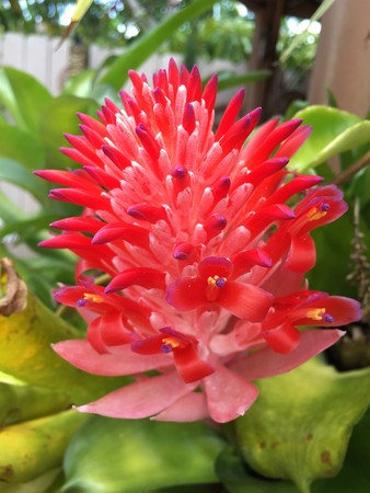Bromeliad Flowerの写真素材