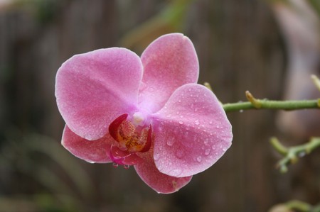 Violet Orchid Flowerの写真素材