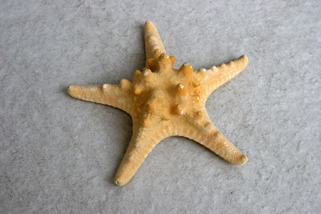 Yellow Starfishの写真素材