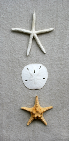 White and Yellow Starfish and Sand Dollarの写真素材