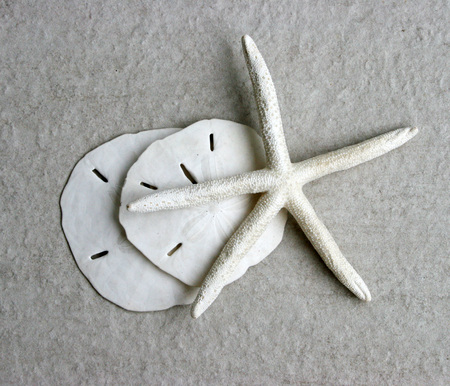 White Starfish and Sand Dollarsの写真素材