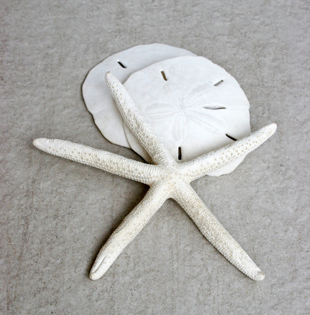 White Starfish and Sand Dollarsの写真素材