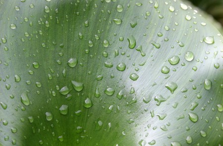 Green Leaf with Rain Dropsの写真素材
