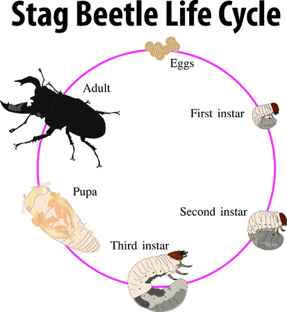 Vector illustration of Stag beetle life cycleのイラスト素材