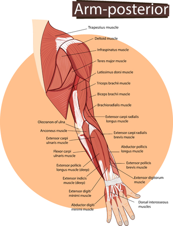 illustration of Arm anatomyのイラスト素材