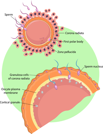 Vector illustration of Sperm fertilizationのイラスト素材