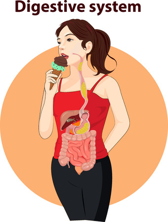 Vector illustration of Digestive system anantomyのイラスト素材