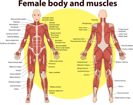 Vector illustration of  body and muscles anatomyのイラスト素材