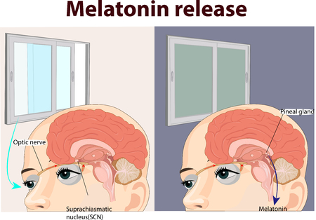 Vector illustration of melatonin release anatomyのイラスト素材