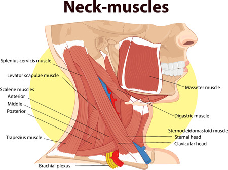 Vector illustration of  Neck muscles anatomyのイラスト素材