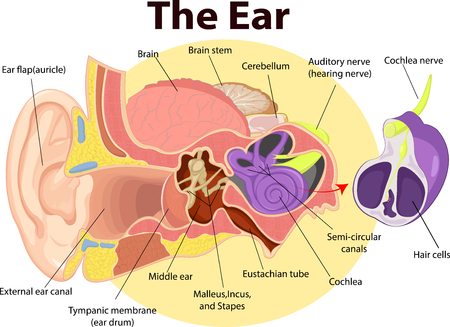 Vector illustration of Examination ear anatomyのイラスト素材
