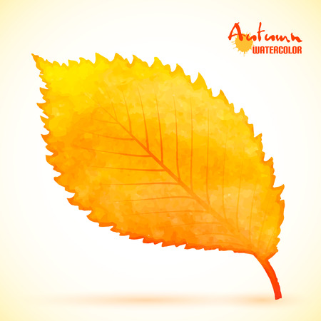 Yellow autumn alder leaf, watercolor botanical paintingのイラスト素材