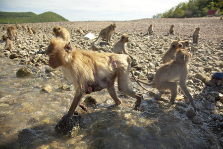 Island Monkey Family searching for their foods