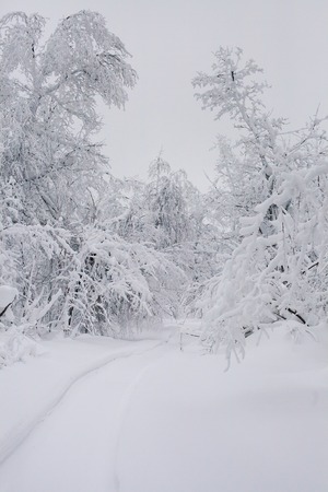 Winter Forest clouds Landscape aerial view trees backgroundの写真素材