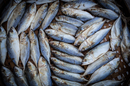 tuna fish laying downの写真素材