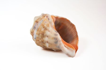 seashell