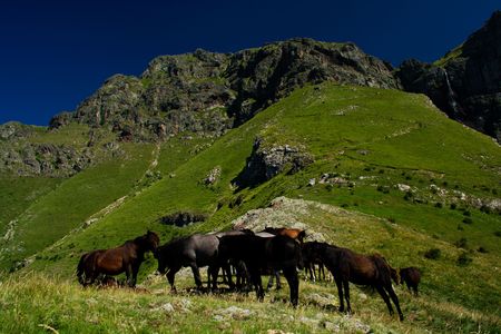 Mountainous landscape with wild horsesの写真素材