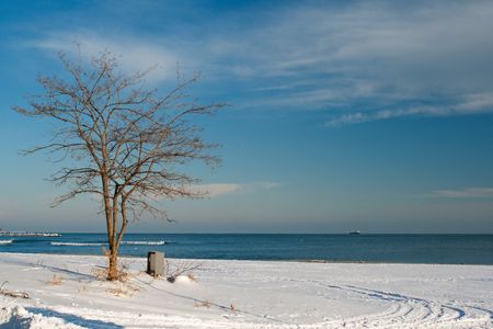 Winter landscape on the beach with tree and cloudy blue skyの写真素材