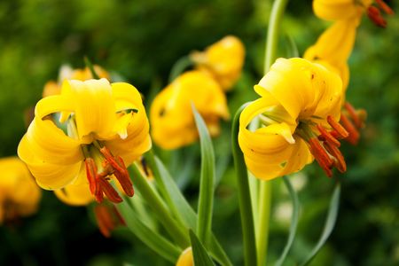 Yellow lily flowers in mountainの写真素材
