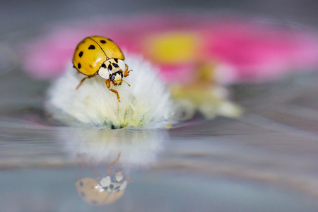 Macro portrait of ladybird or ladybug with reflectionsの写真素材