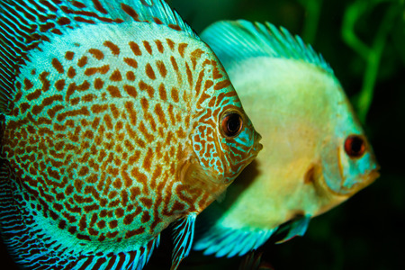 Aquarium with Discusの写真素材